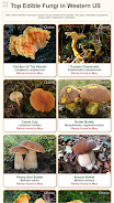 Shroomify - USA Mushroom ID Capture d'écran 2