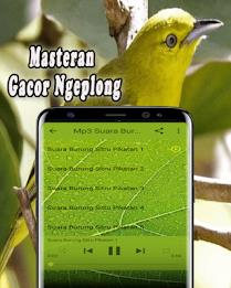 Suara Burung Sirtu Pikat MP3 Offline Captura de tela 3