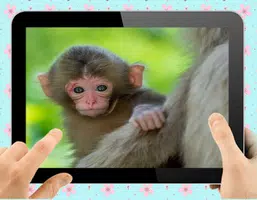 Baby Monkey应用截图第1张
