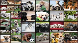 Juego de Perros Puzzle Niños Captura de pantalla 1