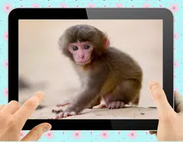 Baby Monkey应用截图第2张