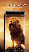 Lion Wallpapers 4K Скриншот 3