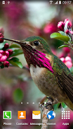 Hummingbirds Live Wallpaper Скриншот 4