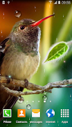 Hummingbirds Live Wallpaper Скриншот 1