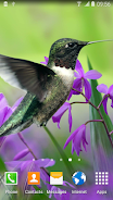 Hummingbirds Live Wallpaper Captura de tela 2