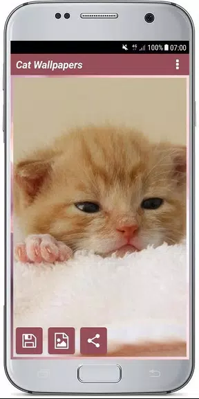 CUTE CAT WALLPAPERS Captura de tela 4