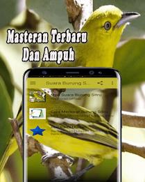 Suara Burung Sirtu Pikat MP3 Offline Captura de tela 2