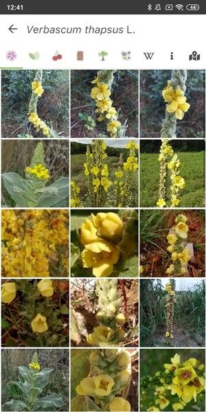 PlantNet Plant Identification 스크린샷 3