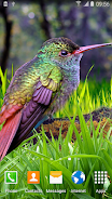 Hummingbirds Live Wallpaper Captura de pantalla 3