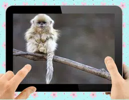 Baby Monkey应用截图第3张