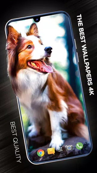Wallpapers with dogs in 4K 스크린샷 1