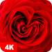 Roses Fonds d'écran 4K