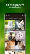 Kitten Wallpapers 4K应用截图第2张